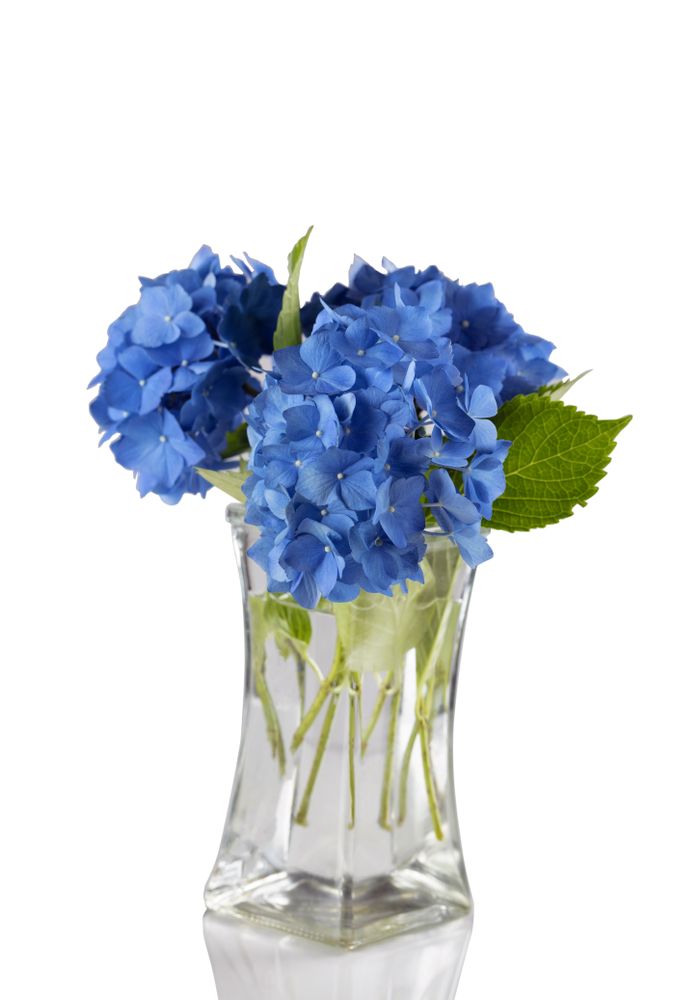 Beautiful blue flowers in clear vase isolated with reflection