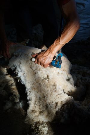 Crop man shearing sheep in barn