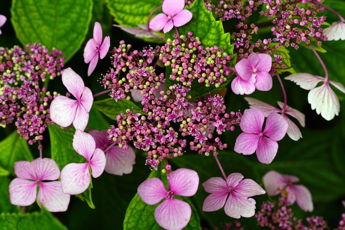 Purple flowers on bush