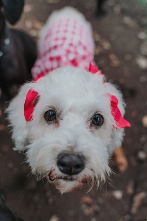 terrier in suit in street