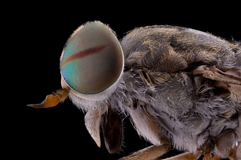 Fluffy head of fly with big colorful mesh eyes