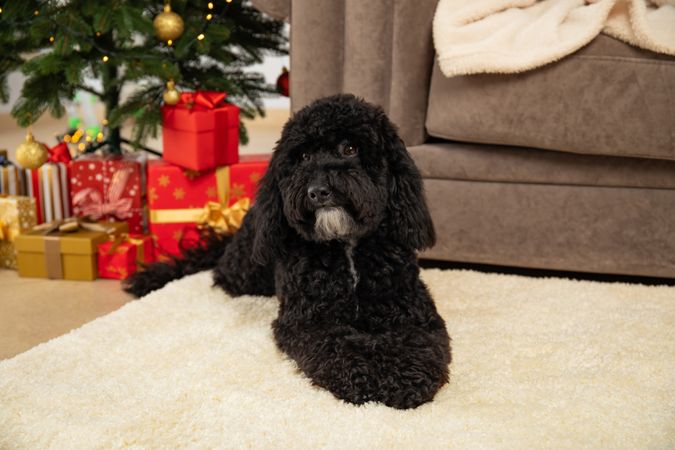 Concept of Merry Christmas, funny Christmas dog