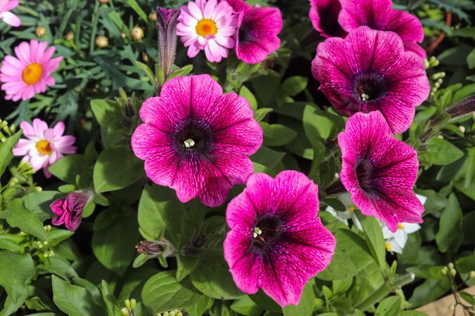 Beautiful flowers in a european garden in different colors