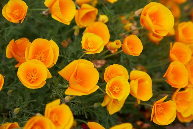 Yellow California poppy