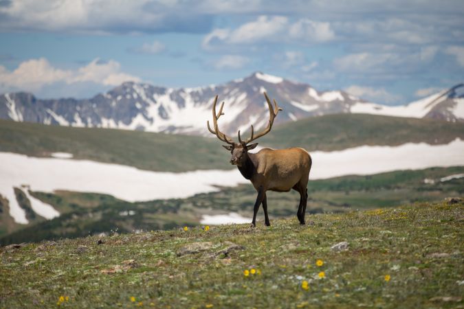Brown elk on green grass field near snow covered mountain
