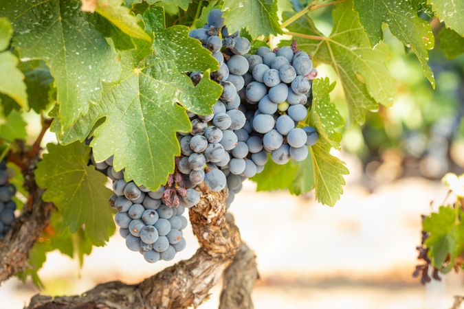 Vineyard with Lush, Ripe Wine Grapes on the Vine Ready for Harvest