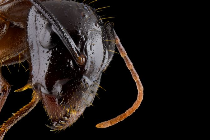 Dark brown ant with glossy head and legs
