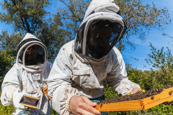 Beekeepers working together in apiary