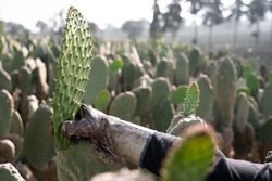An adult woman is harvesting nopal with the hands wearing protective gloves. Close up