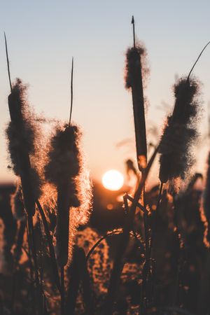 Reeds with fluffs at sunset
