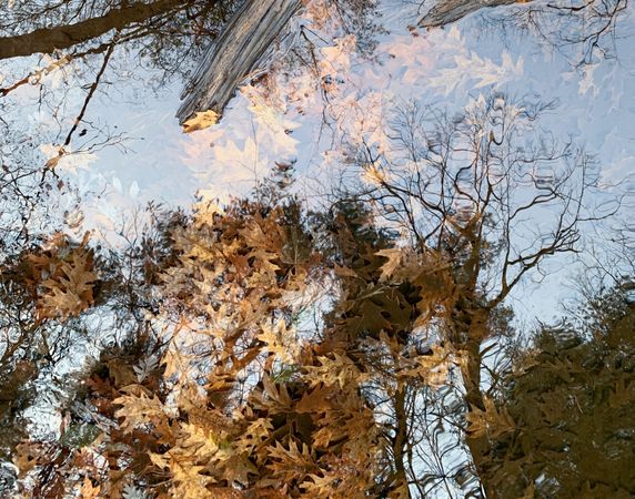 Water reflection and leaves