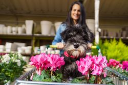 Fluffy miniature schnauzer in cart pulled by smiling woman
