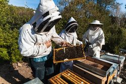 Beekeepers working together in apiary