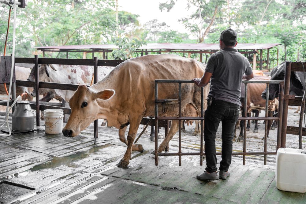 Hispanic Farmer Man is Opening a Gate for Cow to Milking Parlor