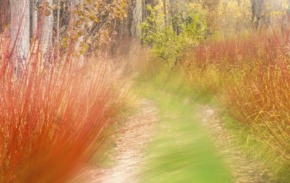 Colorful green and red grass on road