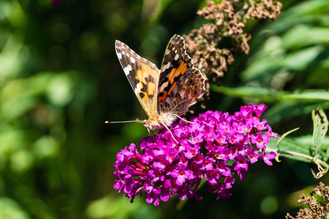 Brown butterfly perched on purple flower