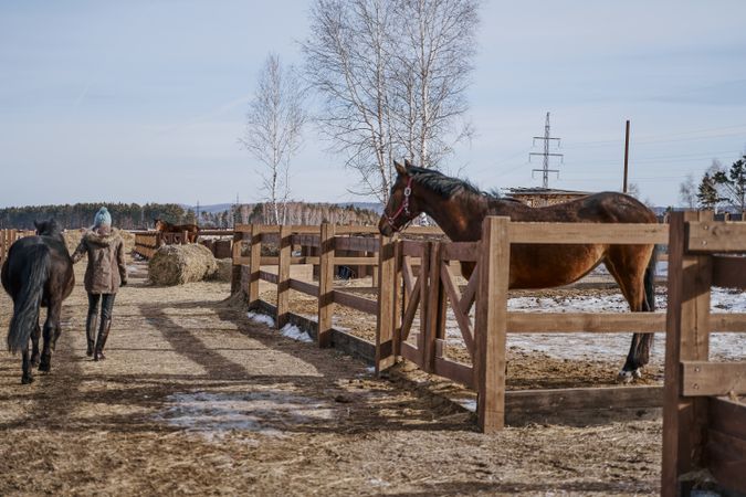 Warm dressed woman walking with brown horse by yard