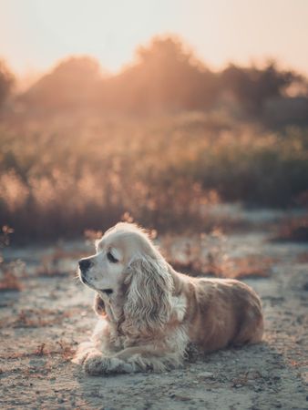 Funny dog lying on ground between plants