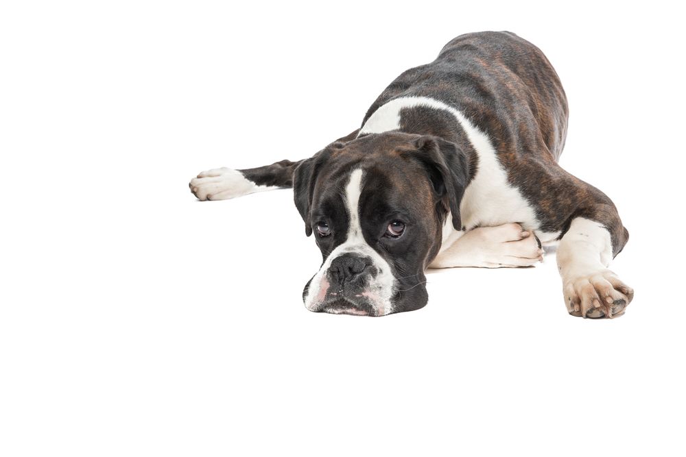 Lazy boxer dog lying down with its head on the floor isolated on a studio background