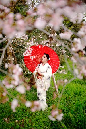 Japanese woman in light kimono holding a red umbrella standing near cherry blossom tree