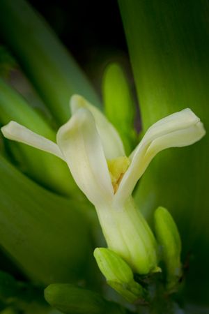 the delicate beauty of the Carica papaya flower, commonly known as bunga pepaya