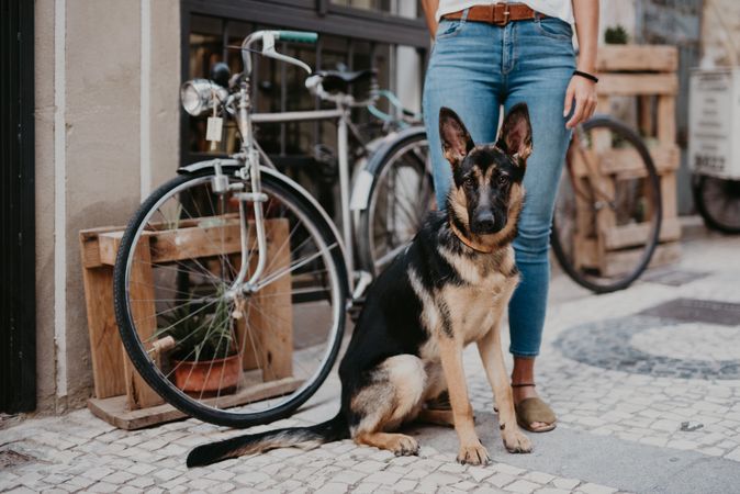 Adorable german shepherd with owner on street