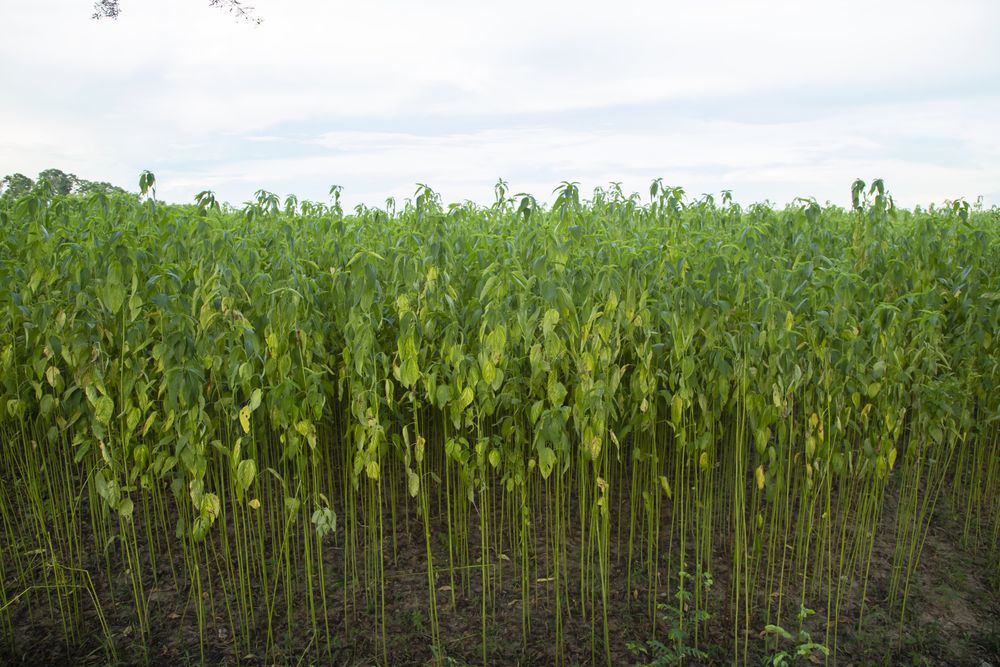 Green jute Plantation field.  Raw Jute plant Texture background. This is the Called Golden Fiber in Bangladesh