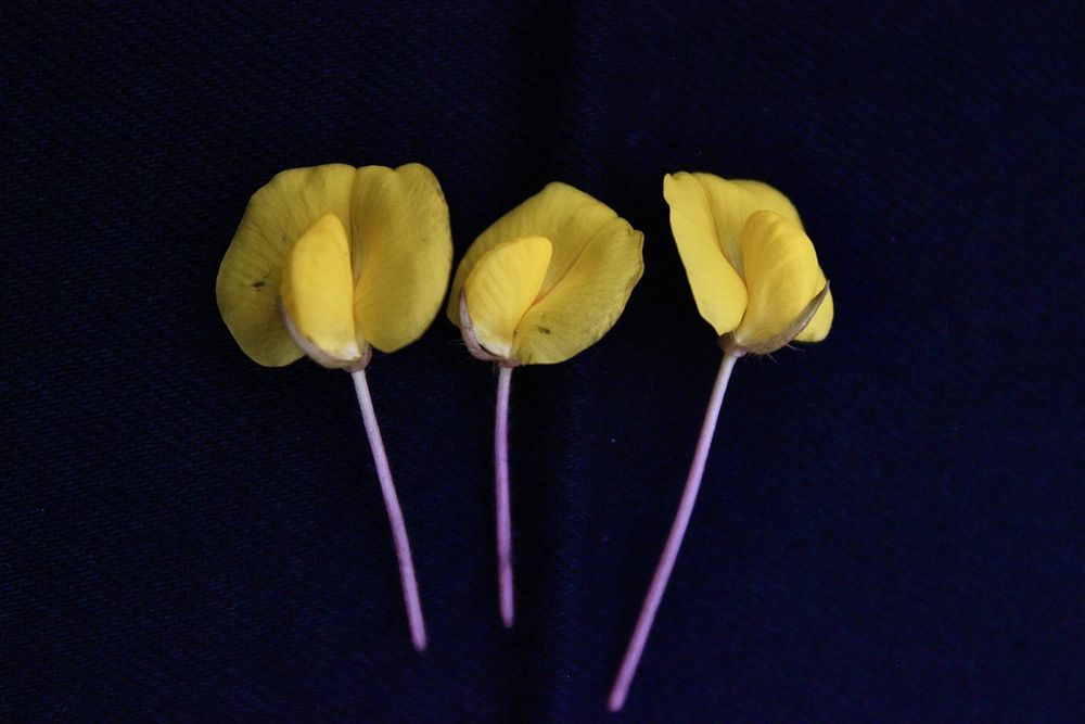 Three little flowers