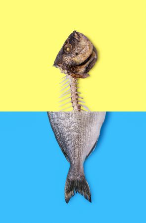 Raw fish and fish skeleton photomontage