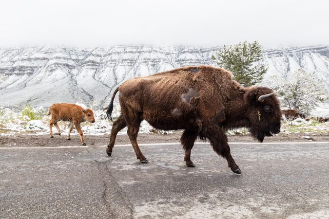 Bison adult and calf on a road
