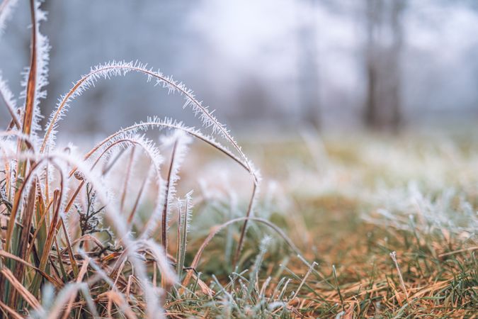 Field of grass in the wintertime