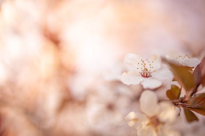 Close up shot of cherry blossom flower with copy space