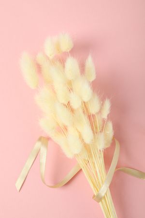 Bunch of dried rabbit tail on pink background