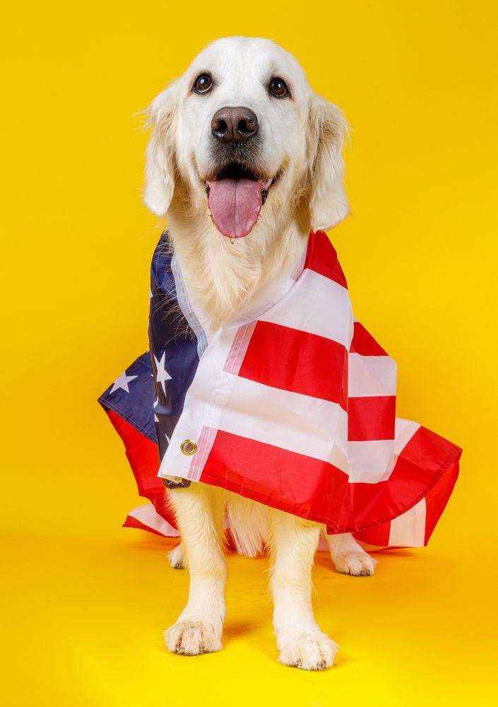 dog covered with American flag
