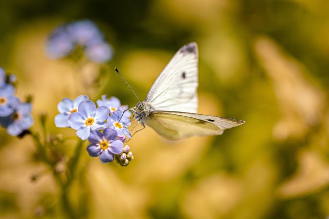 Close up of butterfly perched on blue flowers