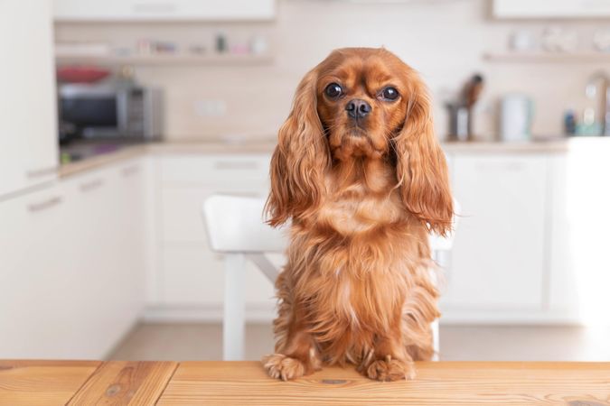 Cavalier spaniel with paws on the dining table in kitchen