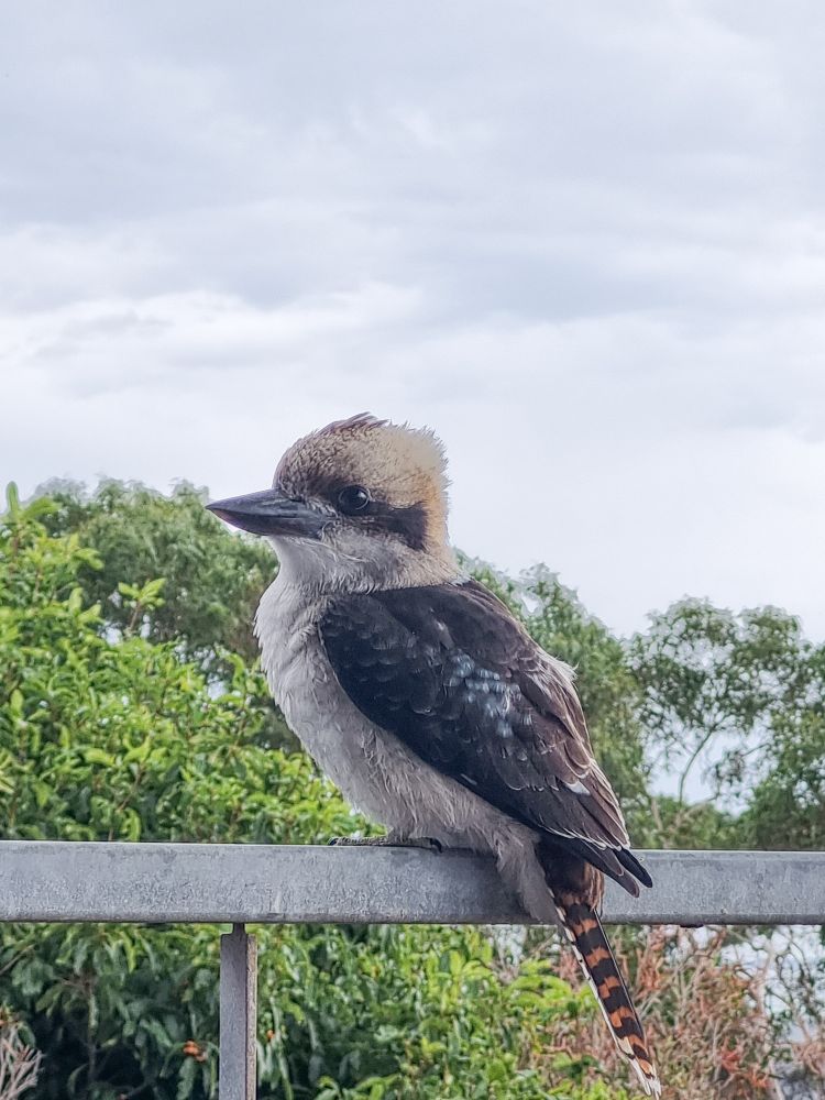Kookaburra sits on a fence