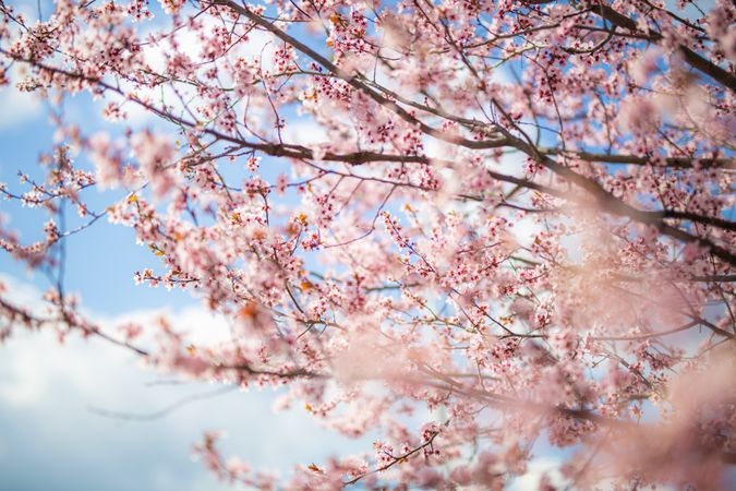 Cherry blossoms with selective focus