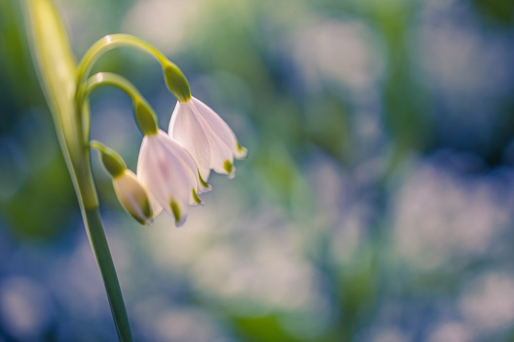 Snowdrop flowers, close up