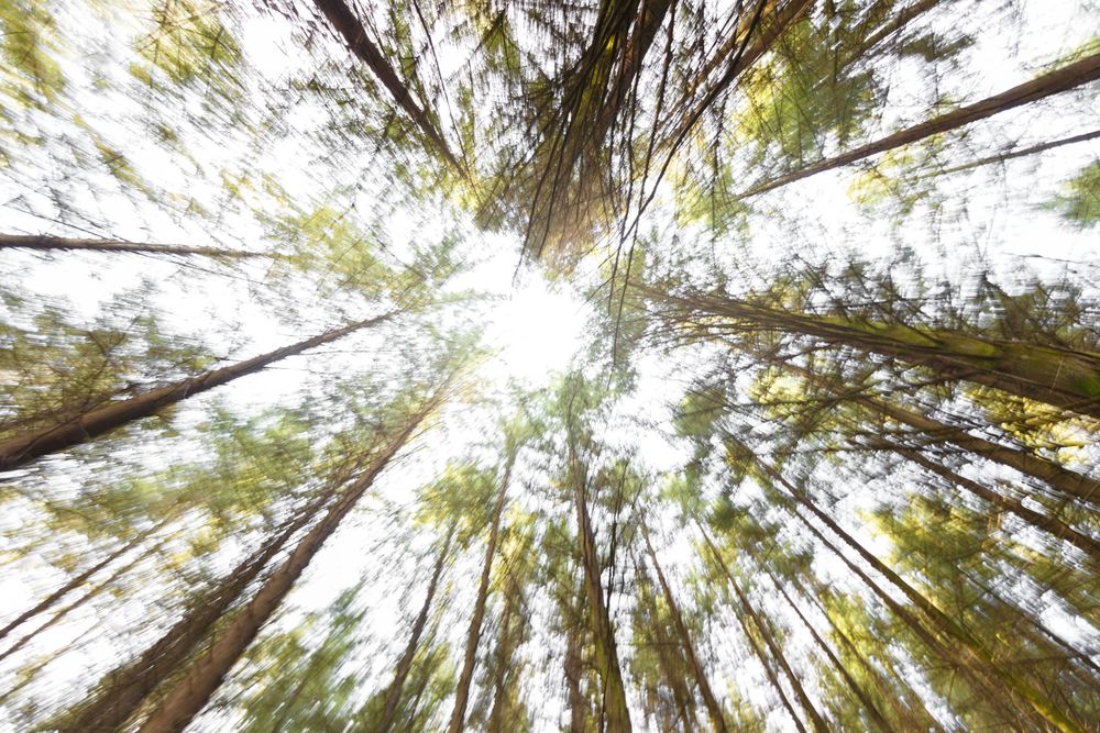 Blurred coniferous trunks in sunny woods