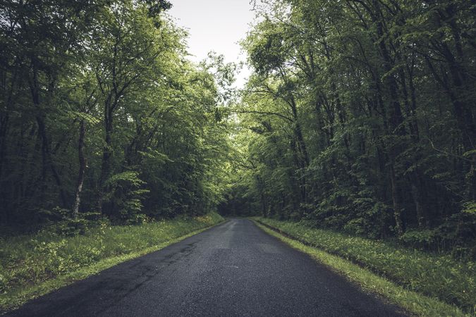 Empty road in dense green forest