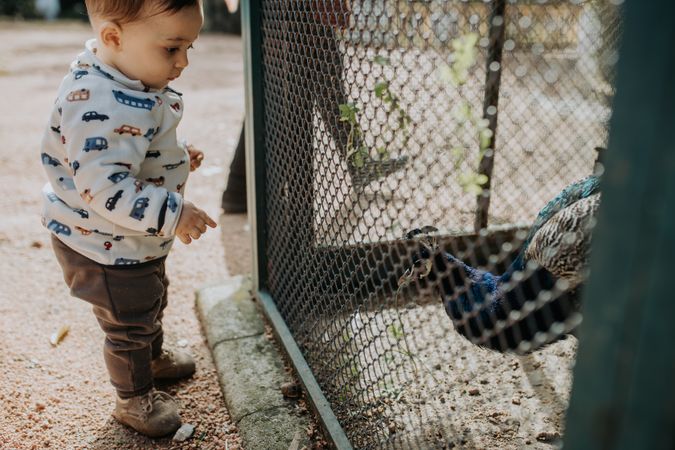 Toddler gazing at a peacock in a cage