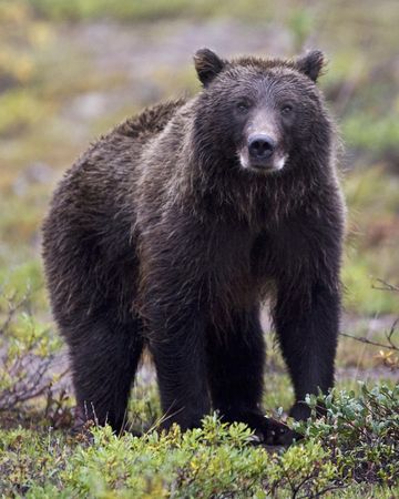Dark grizzly pictured in august
