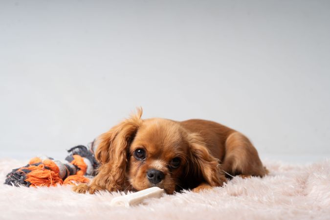 Cute cocker spaniel resting on rug with toys