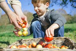 Happy boy putting apples in wicker basket from harvest on sunny day