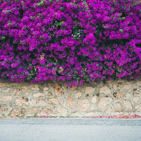 Stone wall with Bougainvillea tree flowers