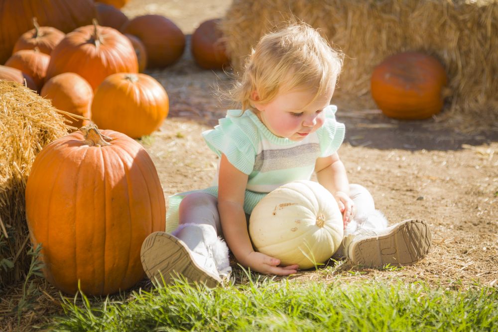 Adorable Baby Girl Holding a Pumpkin at the Pumpkin Patch.