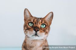 Brown tabby cat with green eyes 41YzO4
