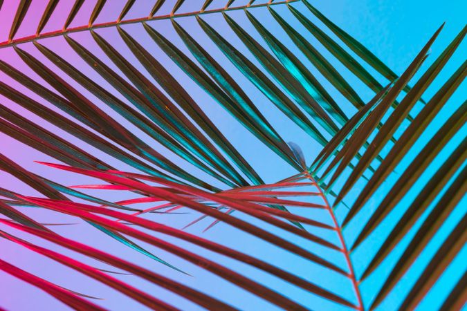 Palm leaves lit in bold neon  colors, on gradient blue to pink background