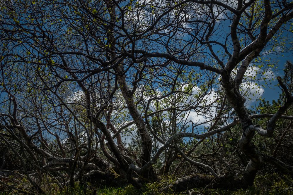 Birch tree with various branches growing wild